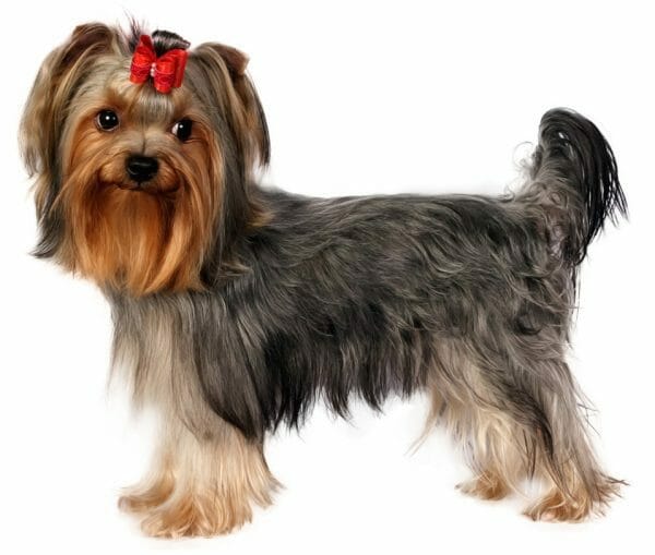 teacup yorkie - do yorkies shed