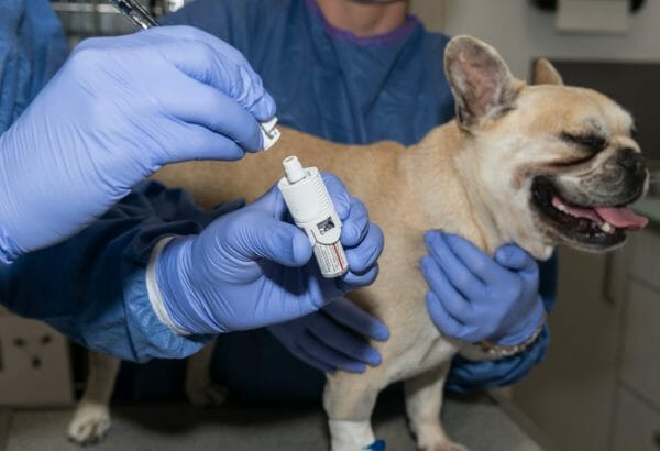 the end of a dog's life with bone cancer - dog bone cancer progression