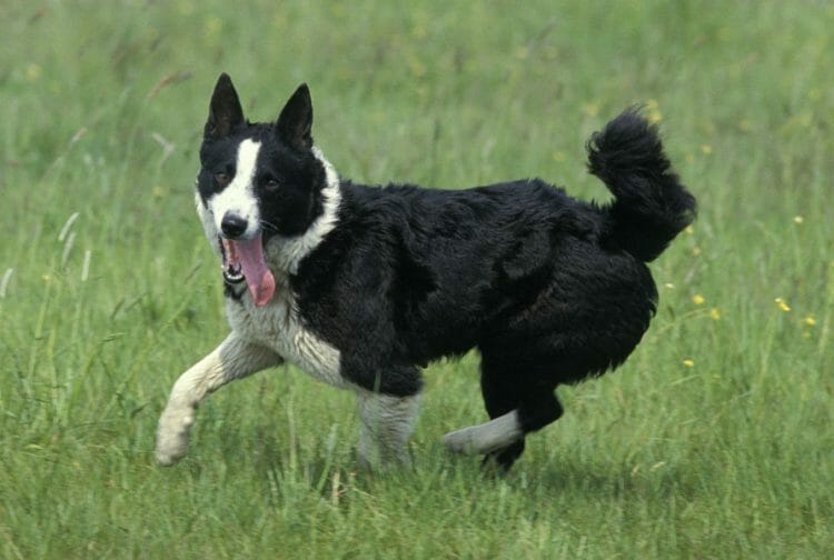 tibetan mastiff karelian bear dog - the karelian bear dog