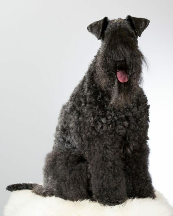 ungroomed kerry blue terrier - kerry blue terrier cut