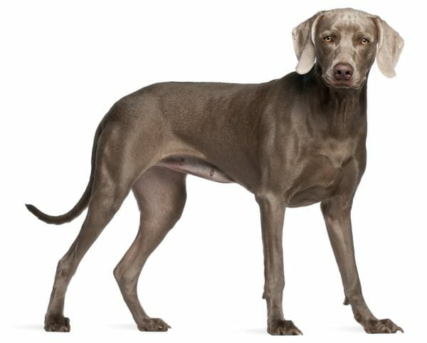 weimaraner colors - weimaraner dog breed