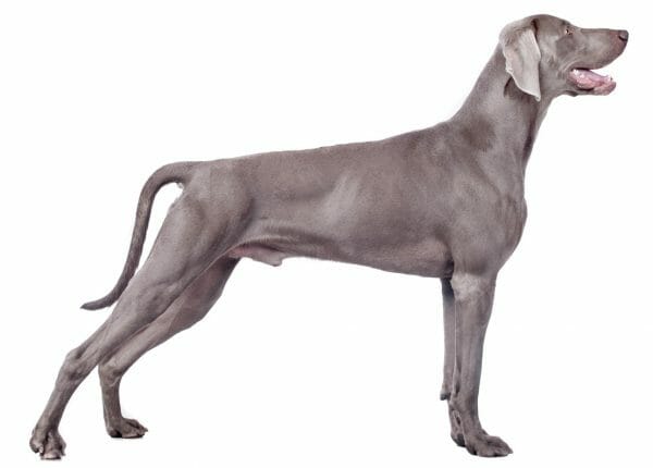 weimaraner dog - blue weimaraner