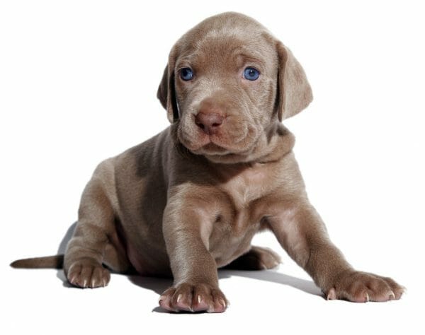 weimaraner puppy - weimaraner puppies