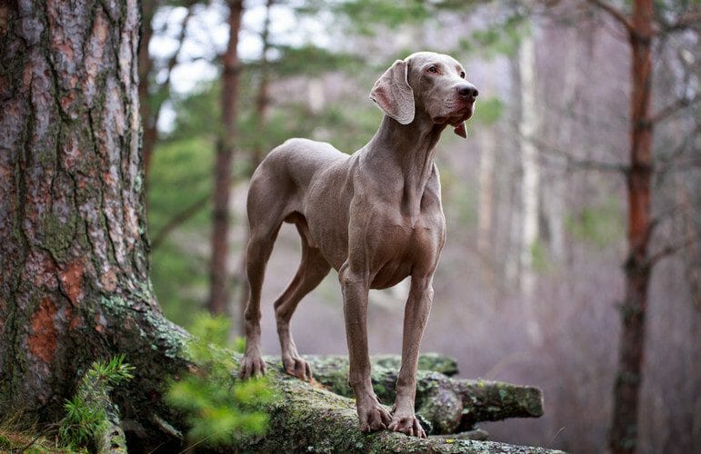 weimaraner - weimaraner dogs