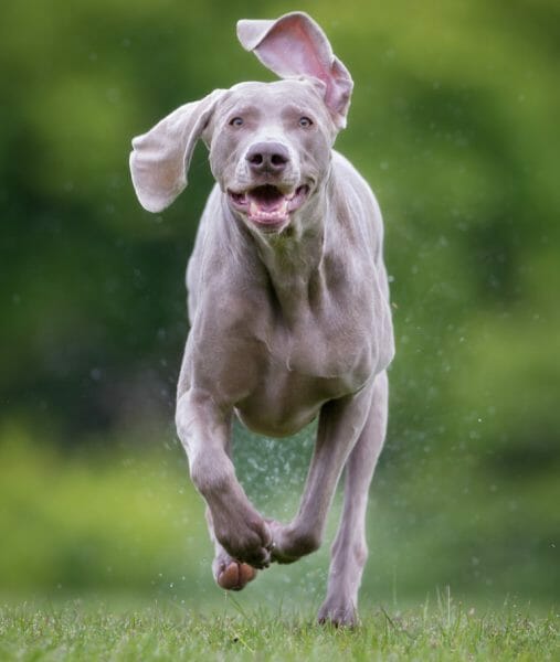 weimaraners - dog weimaraner