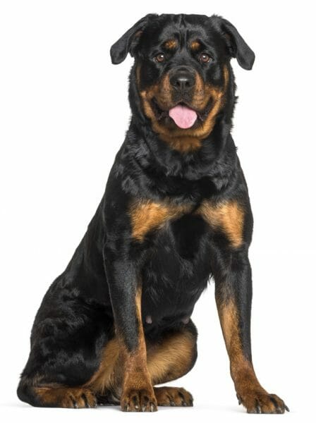 what is parvo in dogs - canine parvovirus - rottweiler