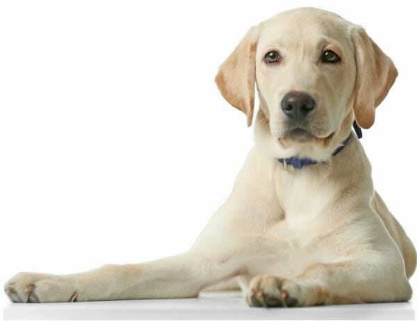 White Golden Retriever