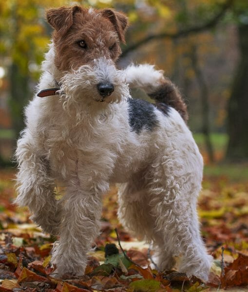 wire fox terrier - large hypoallergenic dogs