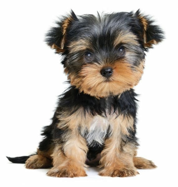 yorkie puppies - yorkie puppy