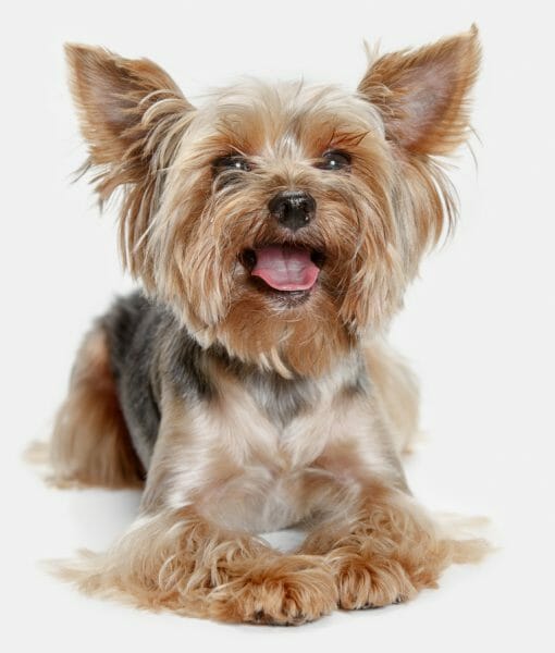yorkshire terriers - yorkshire terrier colors