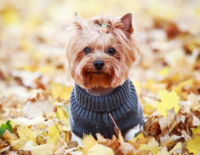 yorkie - yorkie dog - yorkshire terrier