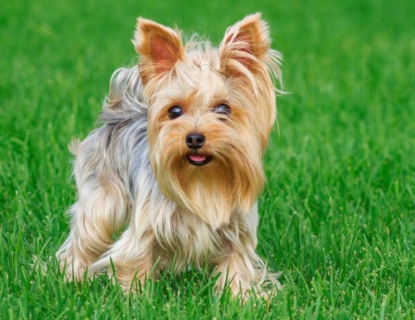 yorkshire terriers