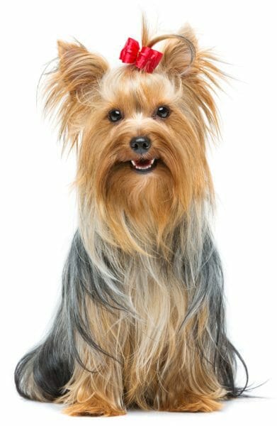 yorkshire terrier - small hypoallergenic dogs