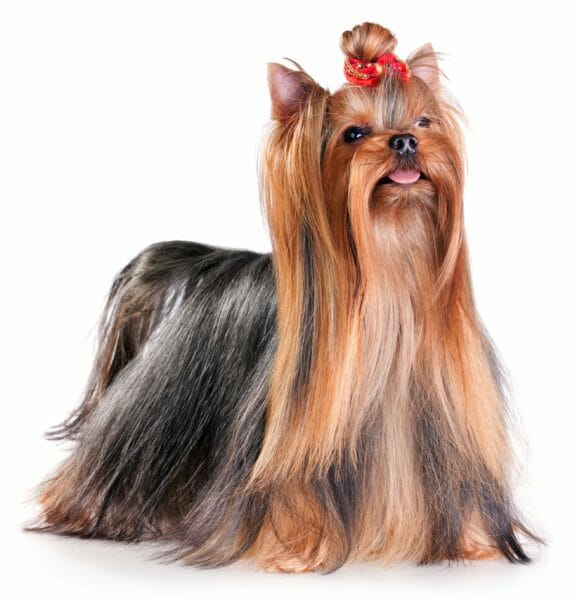 yorkshire terrier - yorkie haircuts